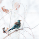 Illustration for article titled Wildlife photos that blur the line between reality and fantasy